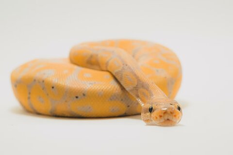 First Time Reptile Parent Guide