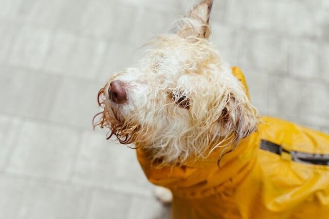Dog wearing a rain coat with a muddy and wet face.