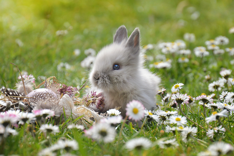 Spring Essentials for Small Pets