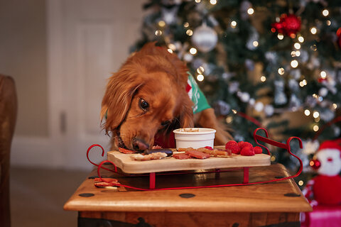 Which Christmas Foods are Dangerous for Dogs