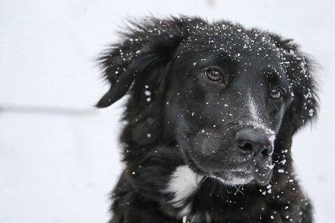 When is it too cold to walk your dog?