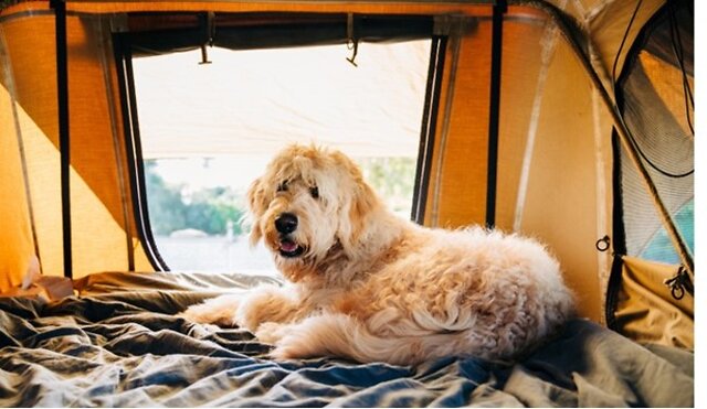 Dog sitting inside the tent.
