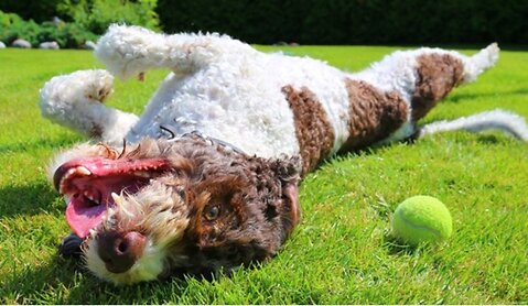 Best Places to Go With Your Dog on Bank Holiday