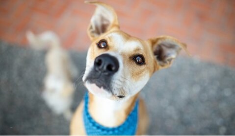 Cooling Vests & Collars