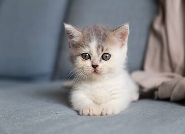 How to Litter Train Your New Kitten