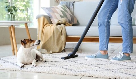 Cleaning Your House After Fleas