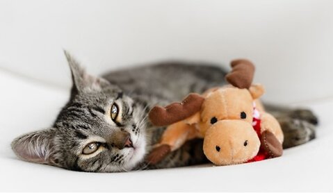 Cognitive Support For Cats