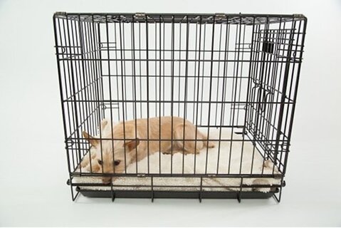 How to Crate Train Your Puppy: A Complete Guide