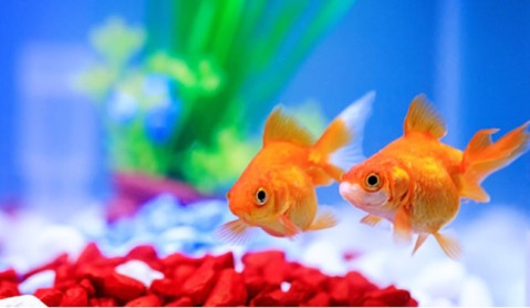 What Temperature Should My Fish Tank Be? A Complete Guide