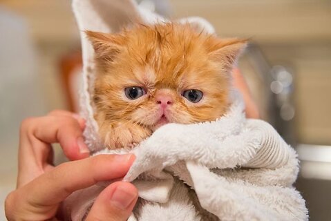How to Bathe a Kitten