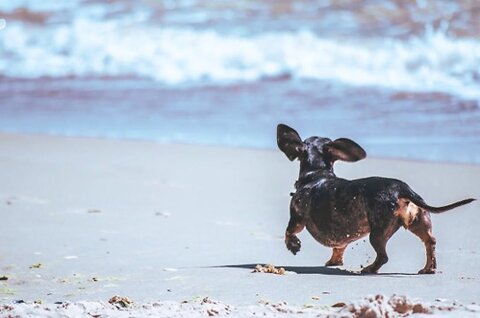 Travelling with Dogs: Your Packing Checklist