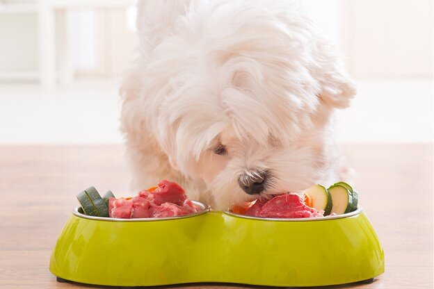 Dog eating meat and cucumber.