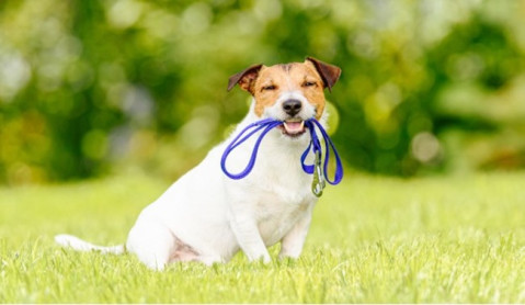 When is it too hot to walk my dog?