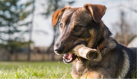 Can I Add Natural Treats to Raw Food?