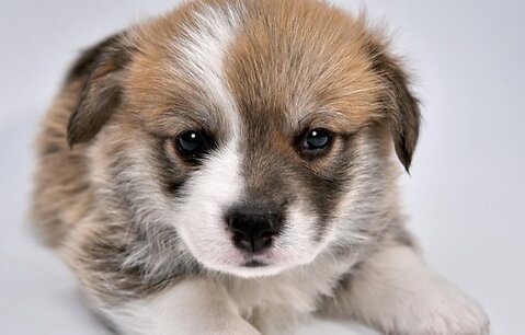 What is Mange in Dogs