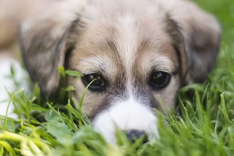 When Can Your Puppy Go Outside?
