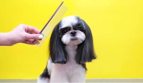 Dog Grooming Brush Guide