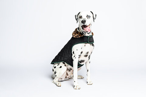 Rufus & Rosie AW25 Style Guide