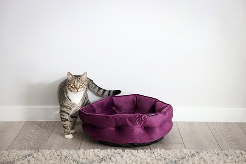 Indoor Cat Exercise