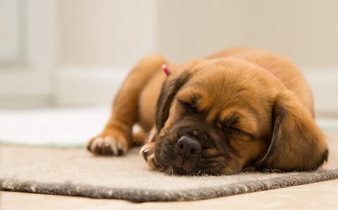 What Are Puppy Pads?