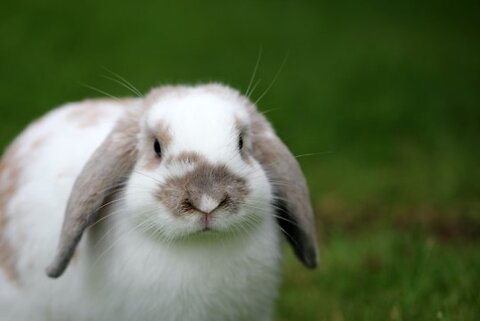 Worms in Rabbits: Signs and Treatments