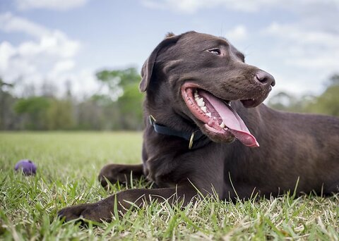 A Guide to Dog Neutering