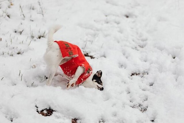 Dog playing in the snow wearing a red jumper.