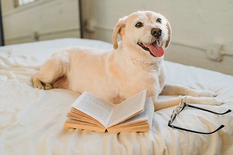Dog Brain Development and Heart Health Tips