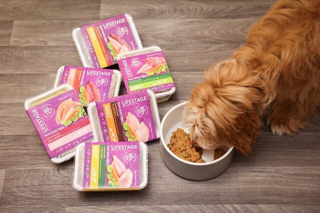 Dog eating raw food.