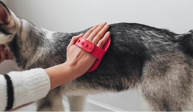 Owner brushing their dog.