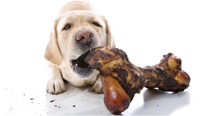 Dog eating chewable bone.