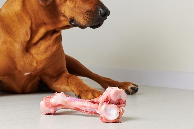 Dog with bone.