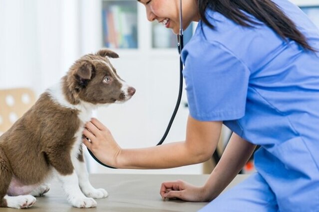 Vet checking dog.