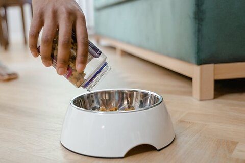 The Best Dog Food for Sensitive Stomachs