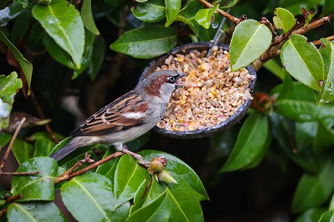 Helping Wild Birds in Spring