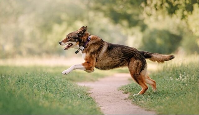 Dog about to jump.