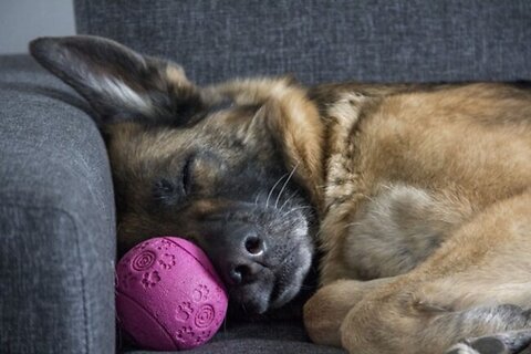 Keeping Your Pet Calm: Home Alone Edition