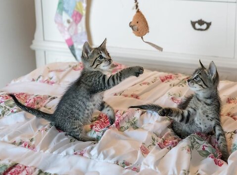 How to Keep your Cat Healthy