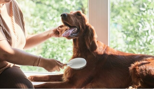 Owner brushing their dog's chest.