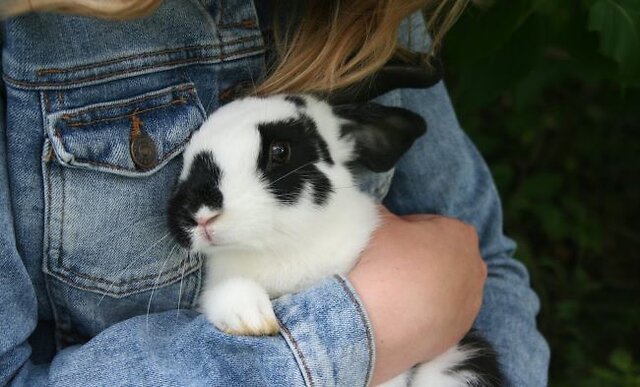 image of rabbit being hugged