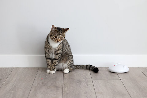The Best Treats For Cats