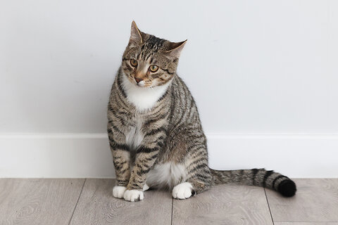 The Top Cat Brushes for Easy, Tangle-Free Grooming
