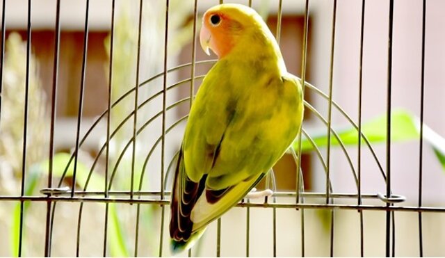 Bird sitting.
