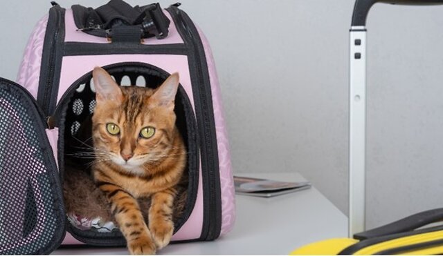 Cat in carrier.