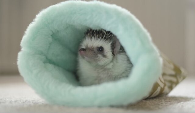Hedgehog inside their enclosure.