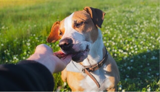 Dog eating snacks.