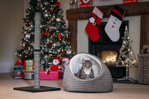 Cat Christmas Presents: The Guide