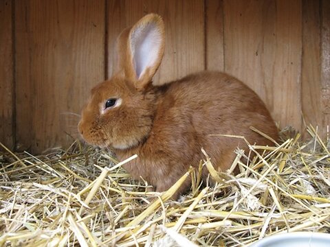 A Guide to Rabbit Hutches & Cages