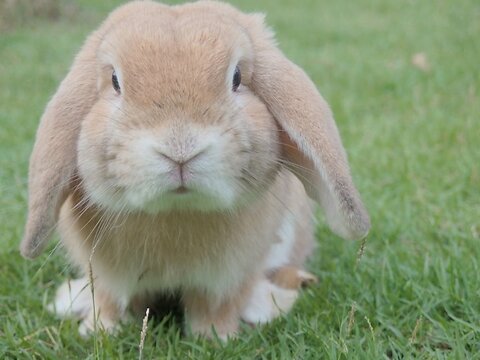 Get To Know Your Rabbit: A Care Guide