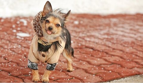 How to Keep Your Dog Safe in Winter